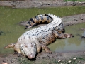 Saltwater Crocodile