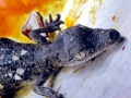 Saltwater Crocodile