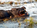 Saltwater Crocodile