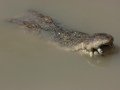 Saltwater Crocodile