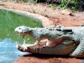 Saltwater Crocodile