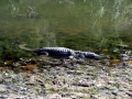 Saltwater Crocodile