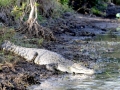 Saltwater Crocodile