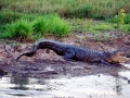Saltwater Crocodile
