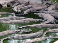 Saltwater Crocodile