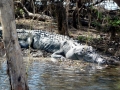 Saltwater Crocodile