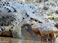Saltwater Crocodile