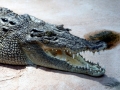 Saltwater Crocodile
