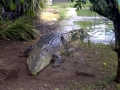 Saltwater Crocodile