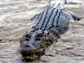 Saltwater Crocodile