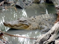 Saltwater Crocodile