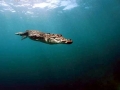 Saltwater Crocodile