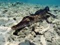 Saltwater Crocodile