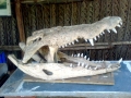 Saltwater Crocodile