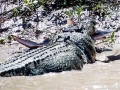 Saltwater Crocodile
