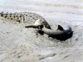 Saltwater Crocodile