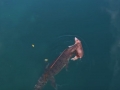 Saltwater Crocodile