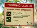 Saltwater Crocodile