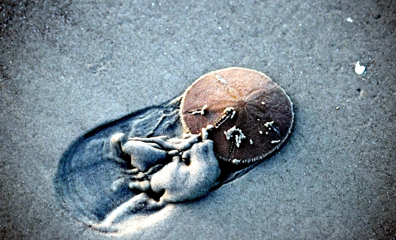 Sand Dollar