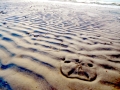 Sand Dollar
