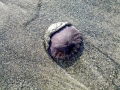 Sand Dollar