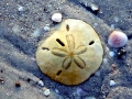 Sand Dollar
