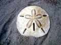 Sand Dollar