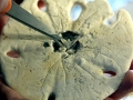 Sand Dollar
