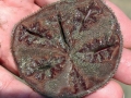 Sand Dollar