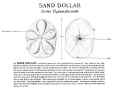 Sand Dollar