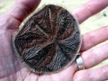 Sand Dollar