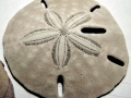 Sand Dollar