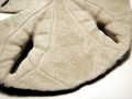 Sand Dollar
