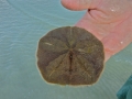 Sand Dollar