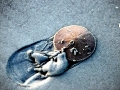 Sand Dollar