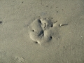 Sand Dollar