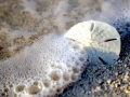 Sand Dollar