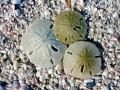 Sand Dollar