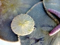 Sand Dollar