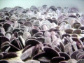 Sand Dollar