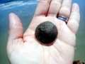 Sand Dollar