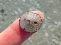 Sand Dollar