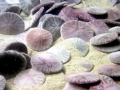 Sand Dollar