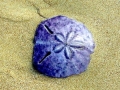 Sand Dollar