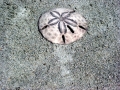 Sand Dollar