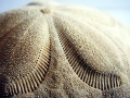 Sand Dollar