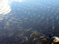 Sand Dollar