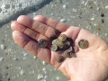 Sand Dollar