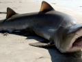 Sand-Tiger Shark