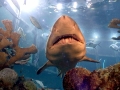 Sand-Tiger Shark